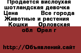 Продается вислоухая шотландская девочка › Цена ­ 8 500 - Все города Животные и растения » Кошки   . Орловская обл.,Орел г.